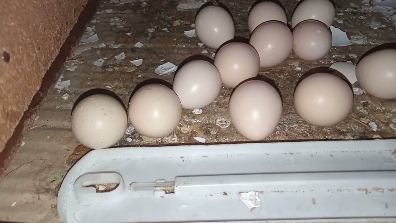 desi teeter ke aur eggs incubator mein rakhai//grey francolin eggs hatching