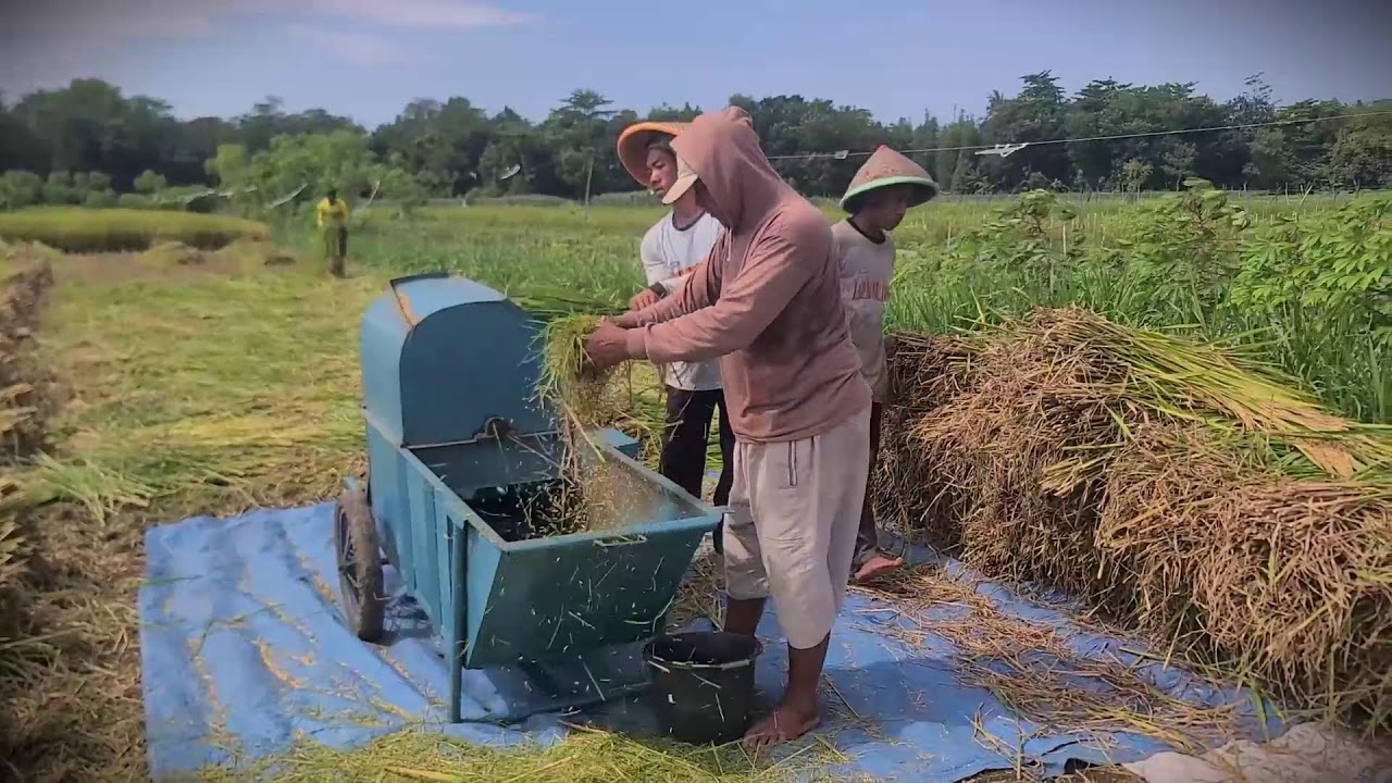 Harvest Tech: How We Process Rice Grains Quickly _FarmersLife _Shorts