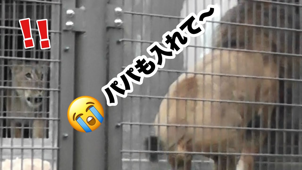 パパも早く入れて〜😭自分だけ帰宅できず焦るアース💦Part⑥【のんほいパーク】