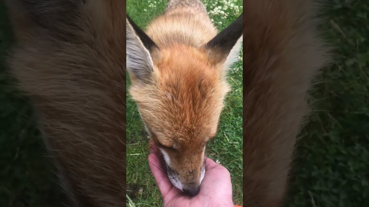 The fox is here