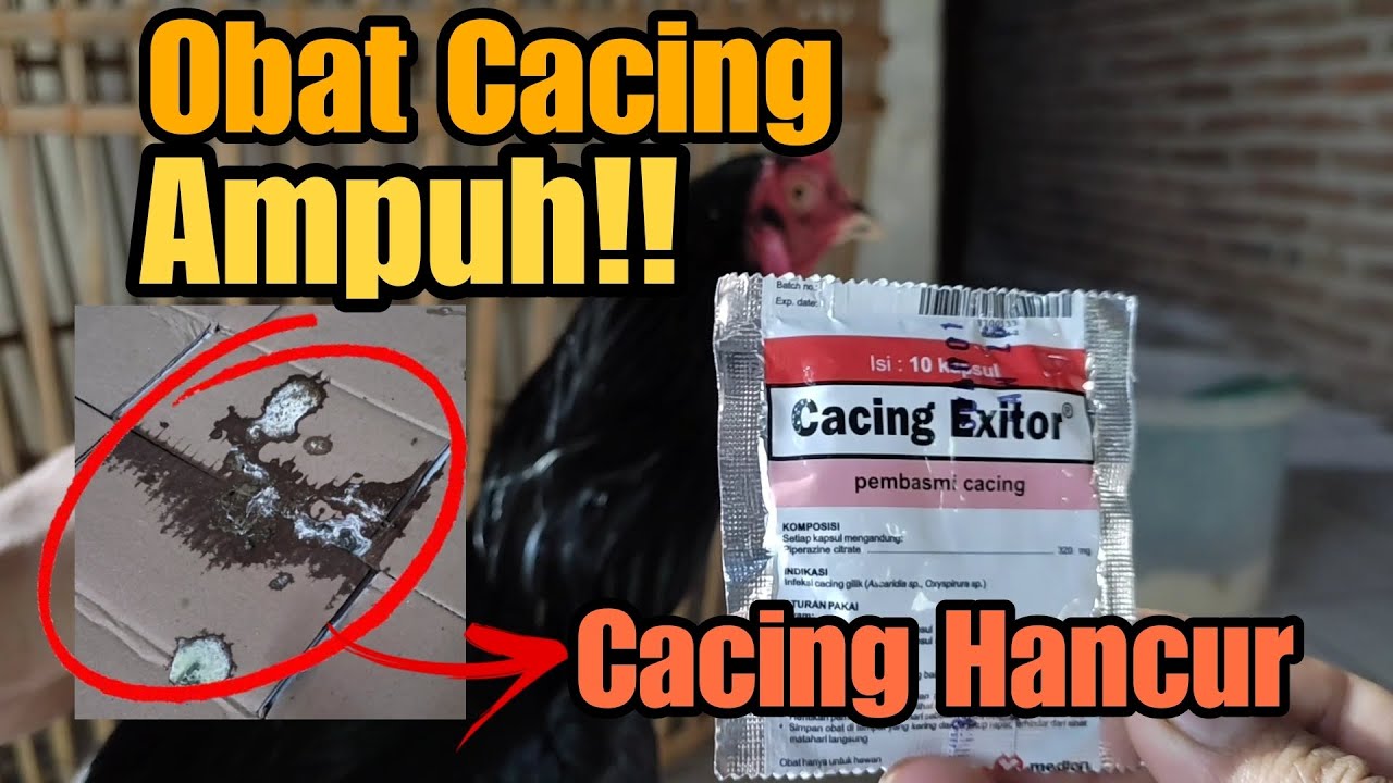 OBAT CACING AYAM PALING AMPUH