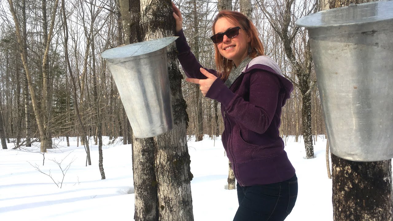 Collecting Sap & Cooking Maple Syrup On The Wood Stove