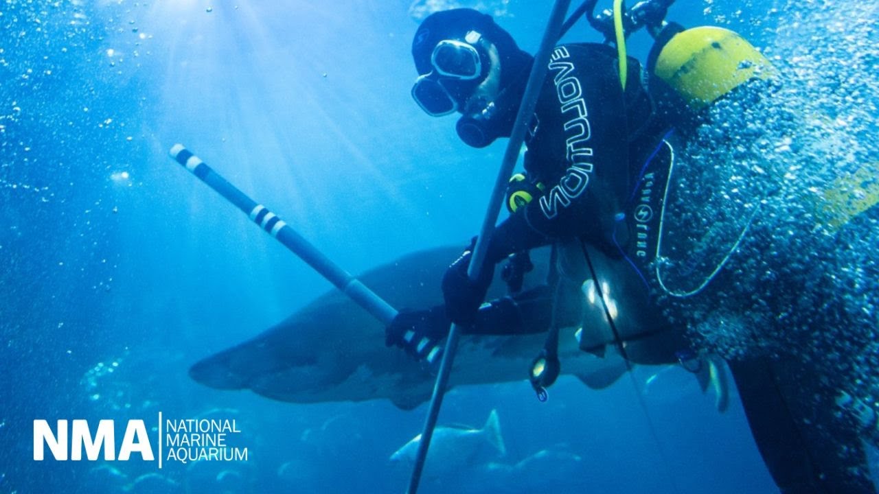 How We Dive at the National Marine Aquarium