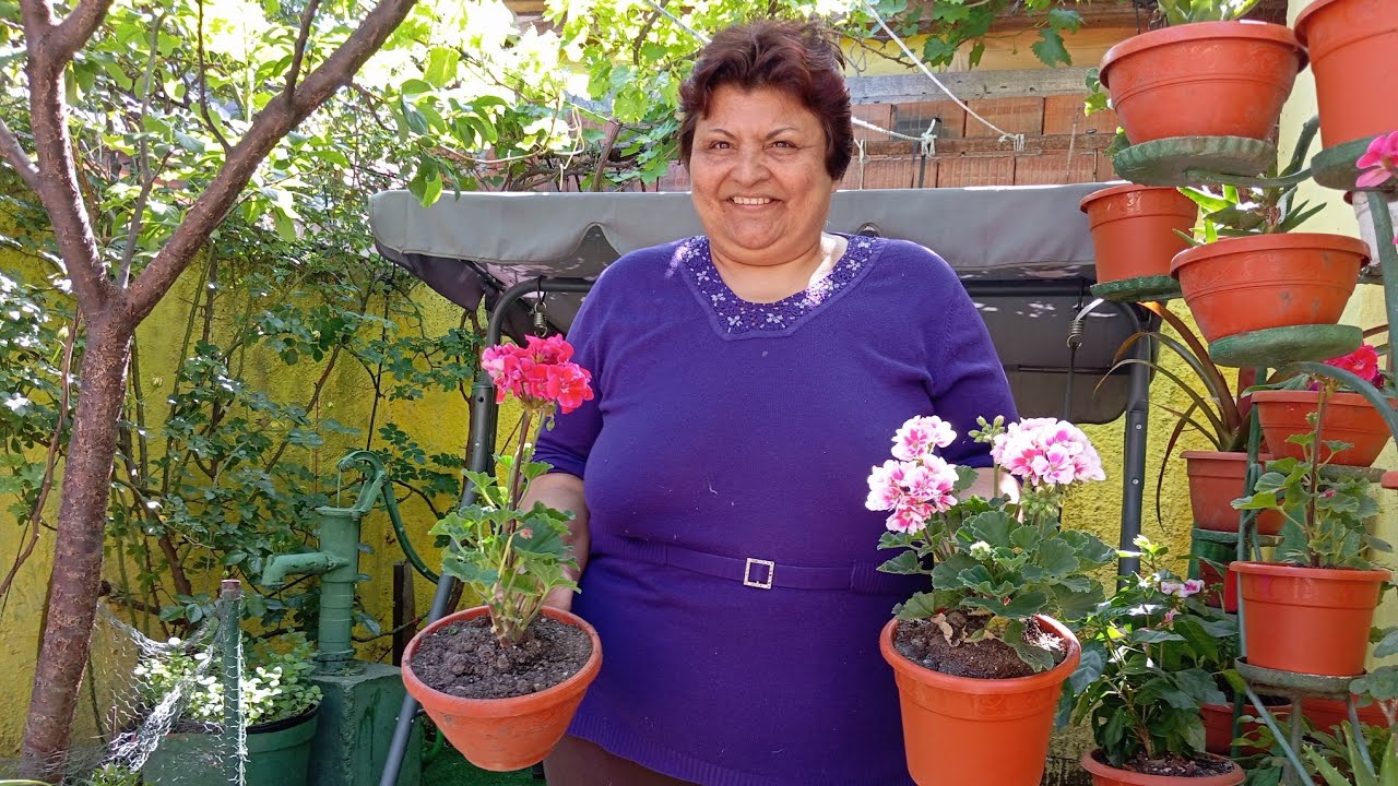Vă prezentăm Curtea și Florile🌸🪷🌸#videos #food #brigadeirovegano #videos #vegan #vlog #viralvideo
