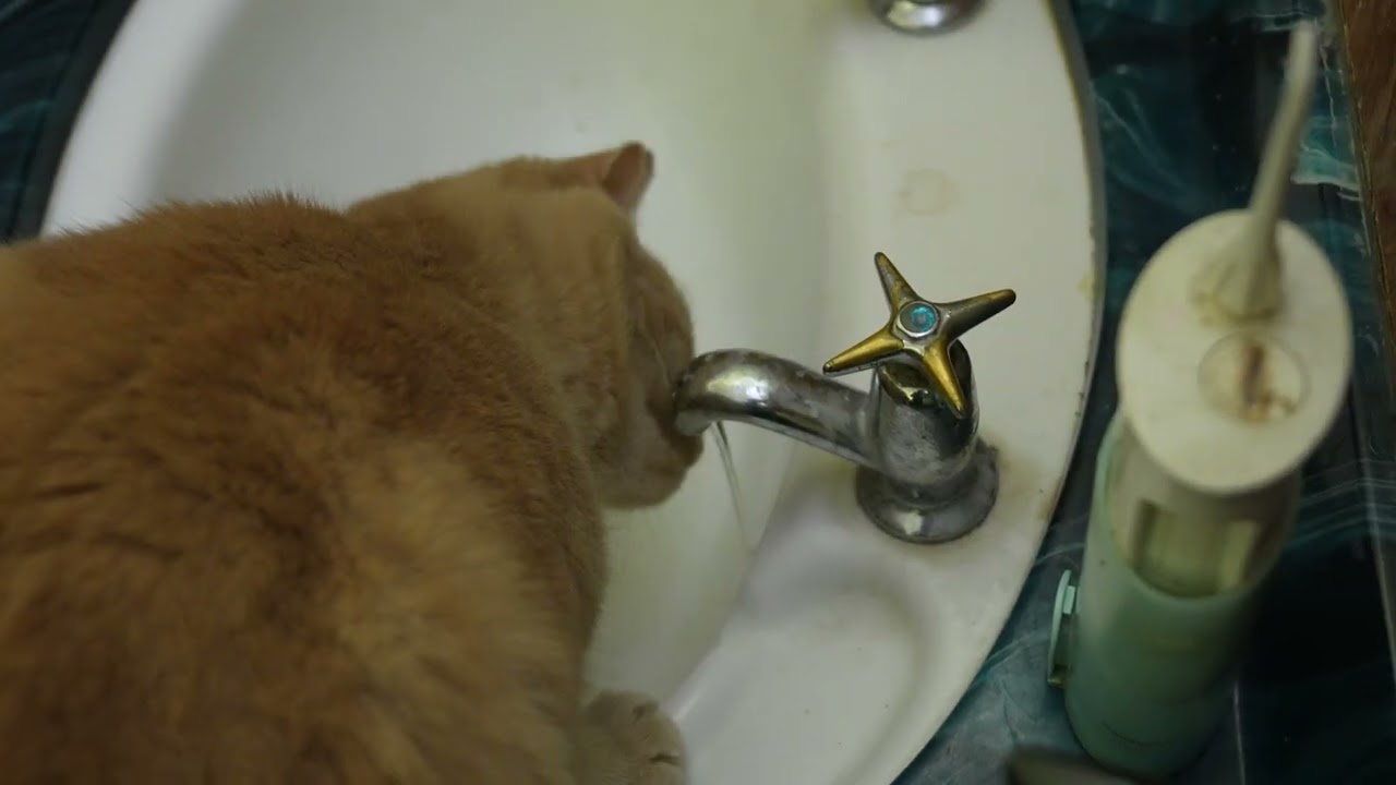 2026-02-14 Ginger Cat Drinking From Bathroom Tap