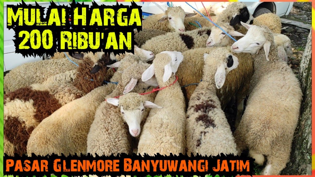 Mulai Harga 200 Ribu. Domba Pasar Glenmore Banyuwangi Jatim