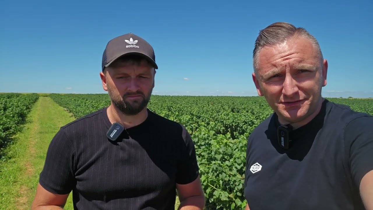 Porzeczka czarna przed zbiorami - ochrona i dokarmianie 26.06.2025
