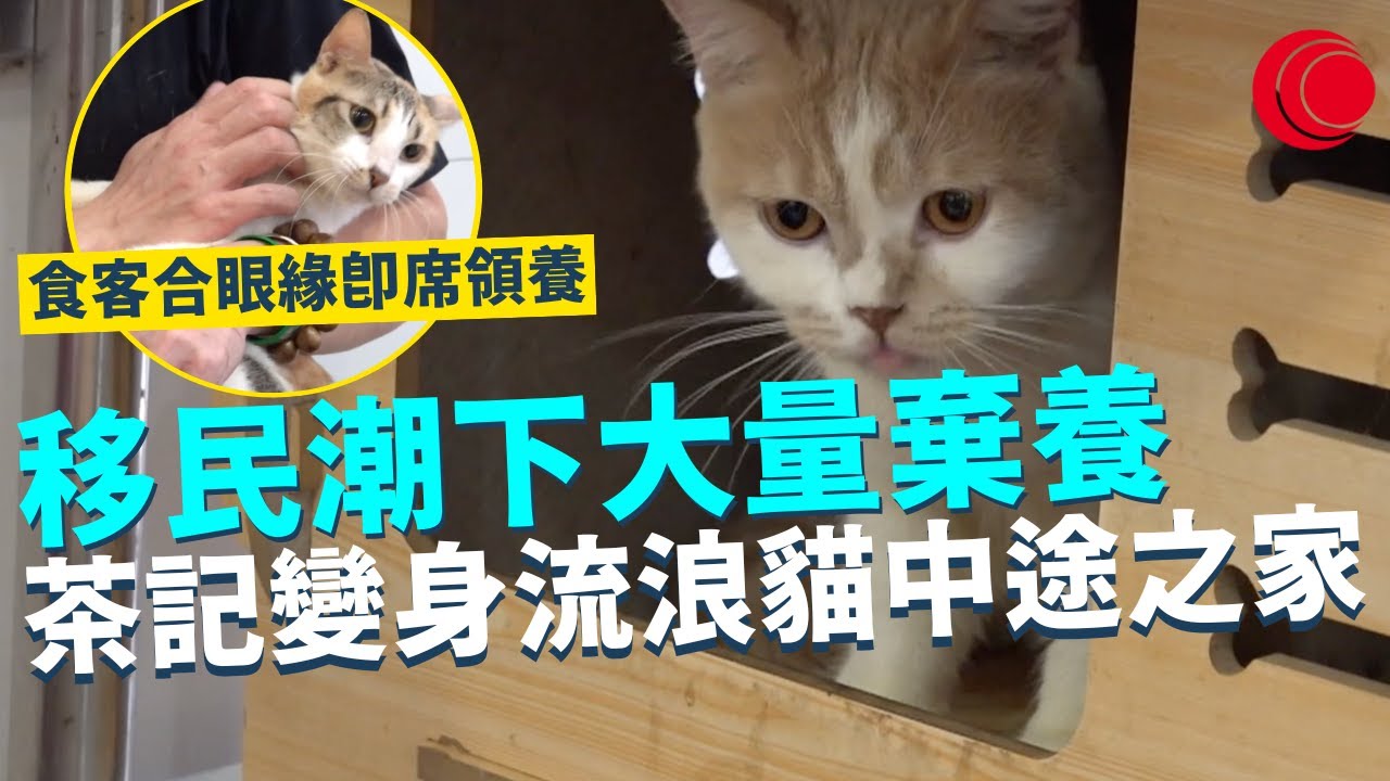 一線搜查｜流浪貓遇上暖心茶餐廳 人貓和諧食飯兼互動？移民潮下大量棄養 茶記變身浪浪中途之家 食客合眼緣即席領養｜640集｜有線新聞 利穎怡｜中國海外呈獻：一線搜查｜HOYTV 77台