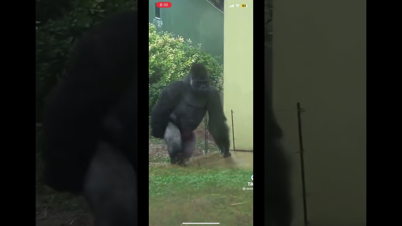 #Gorillastep #funny  #ape #reels #shorts #laugh