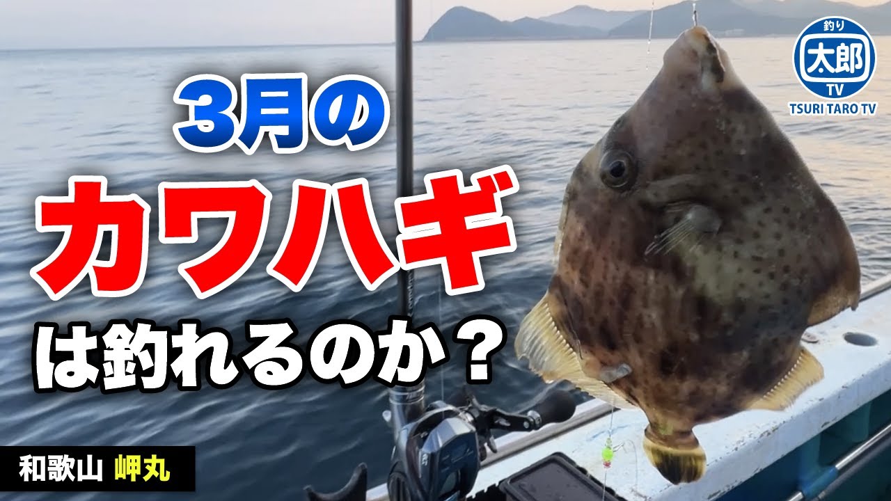 3月の気温上昇がカワハギ釣りに与える影響は？ #釣り #初心者 #船釣り #岬丸 #和歌山 #カワハギ
