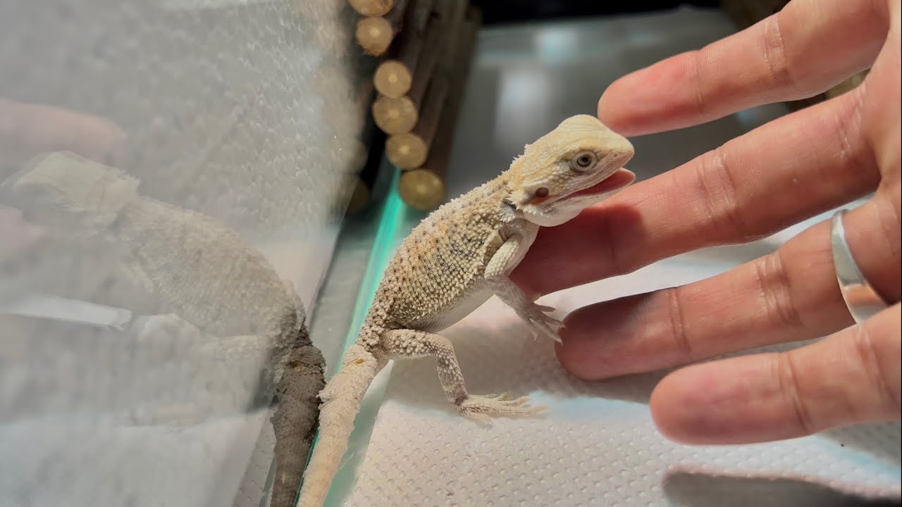Tips pelihara Bearded Dragon || Baby vs Juvenile dragons #tips #bd #reptiles #beardeddragon #fyp
