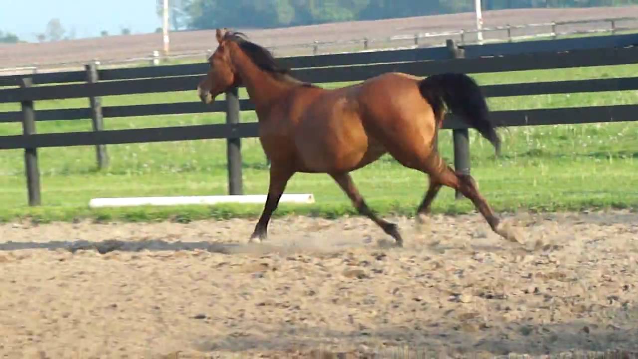 Pretty Arabian Mare