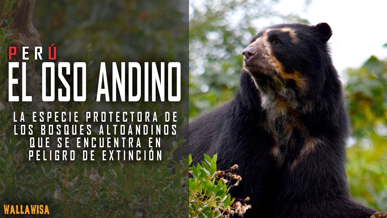 El oso de anteojos: la especie emblemática de los Andes en peligro de extinción