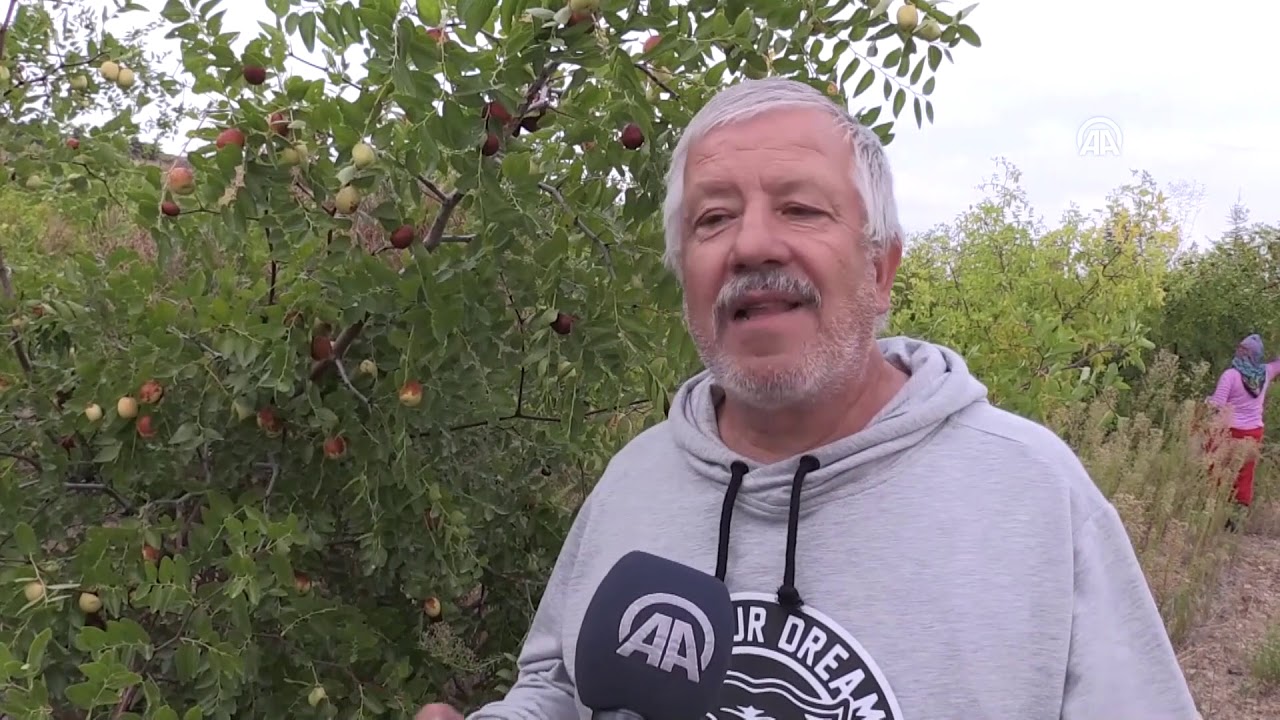 Necati öğretmen emekliliğinde 'hünnap' üreticisi oldu   AFYONKARAHİSAR