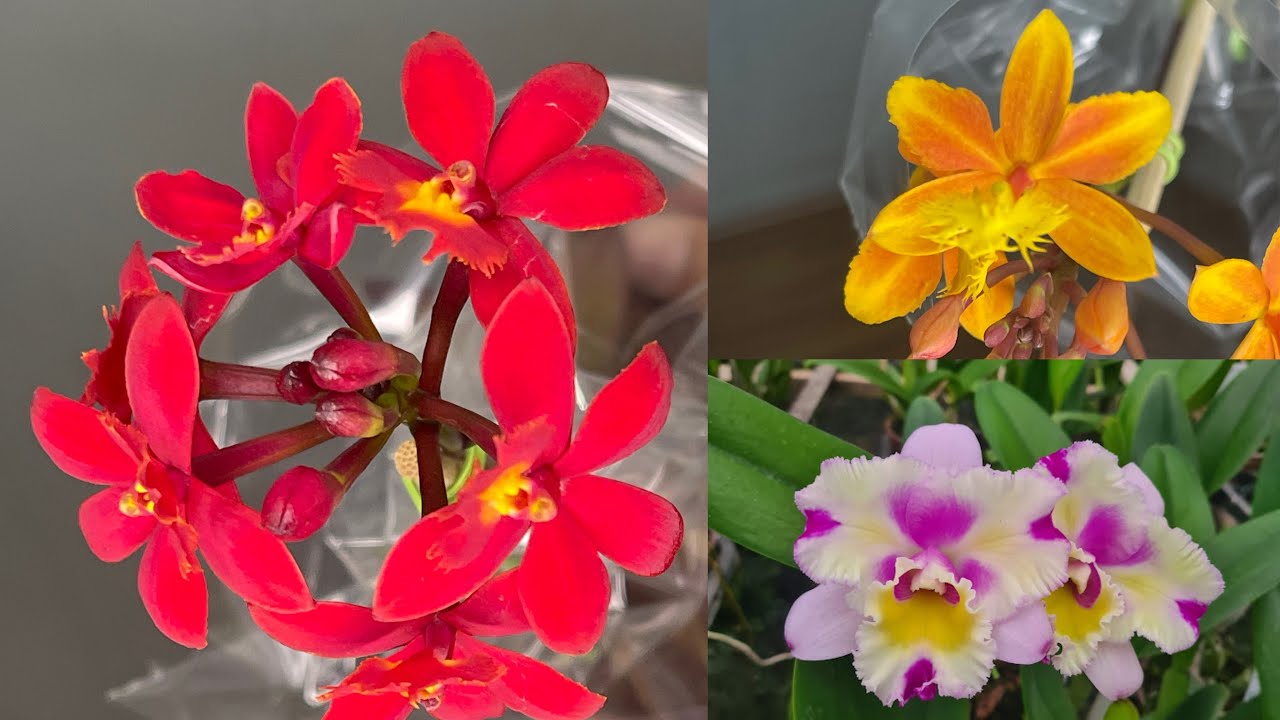 Orquídeas Epidendrum, phalaenopsis e Catleyas