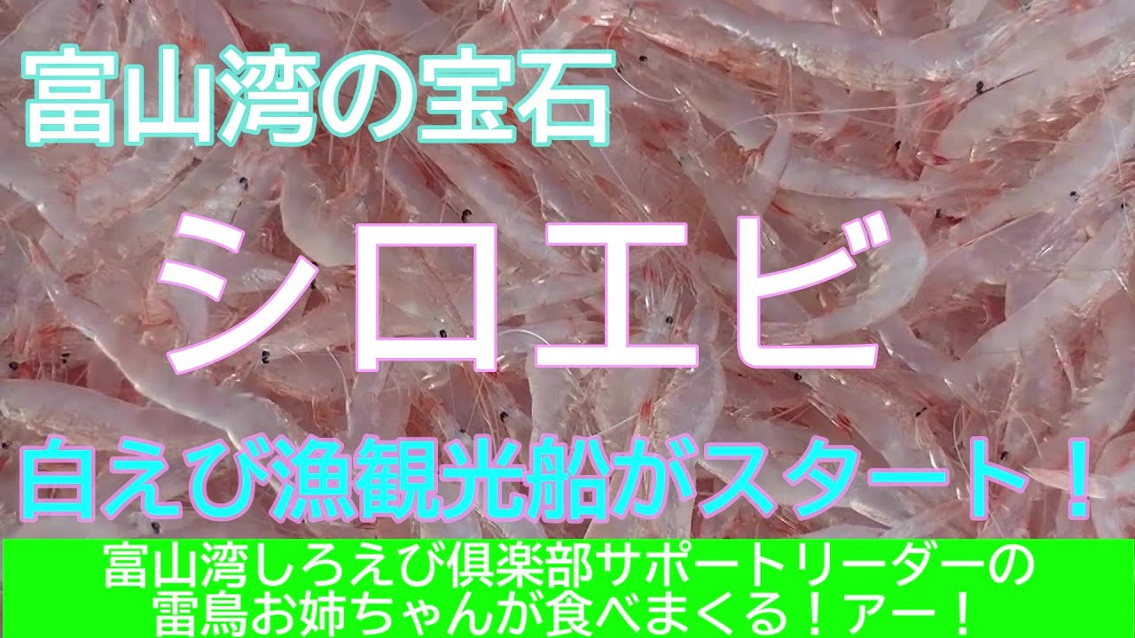 雷鳥きょうだいが行く！白えび漁観光船
