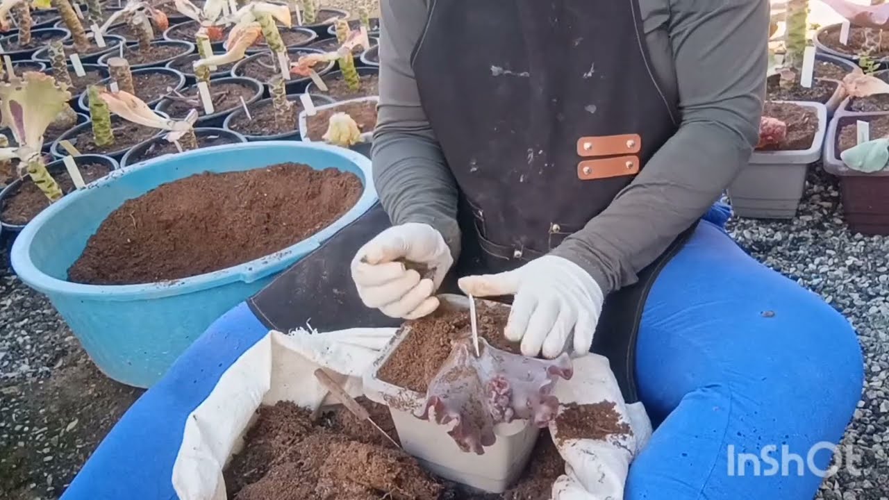 O que fazer com os caules de gibifloras após a poda 