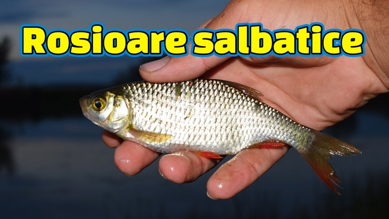 Cum sa prinzi usor rosioara pe rau?