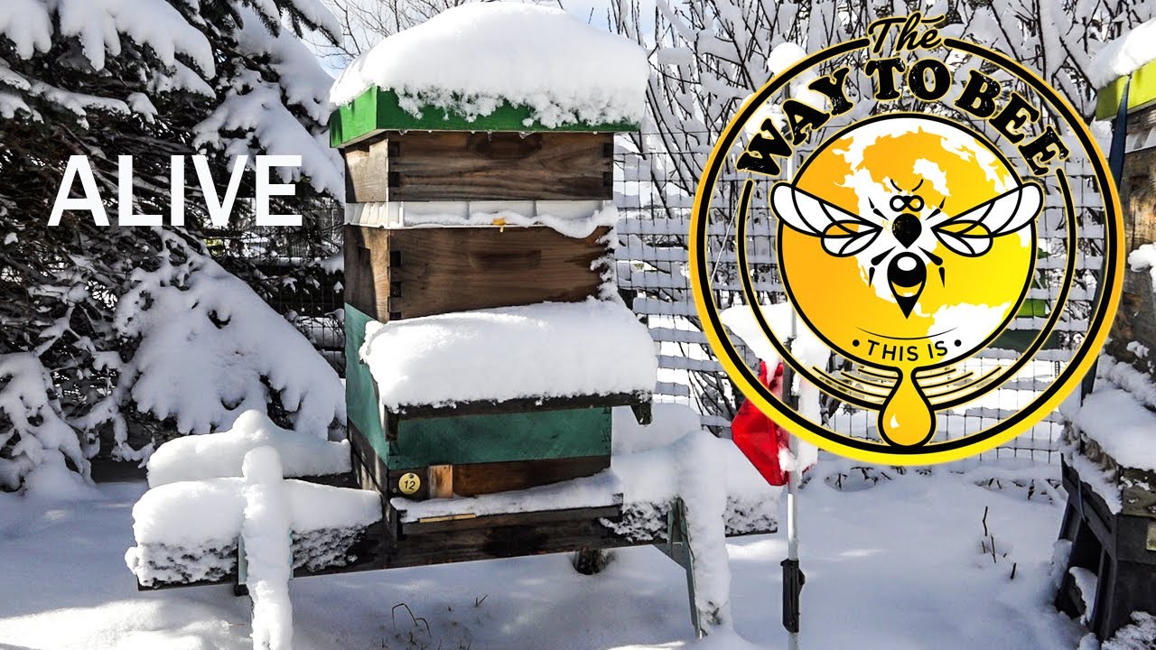 Winter Honey Bee Landing Board Direction Snow Melt Results AND Thermal Shots, YES, they are alive.