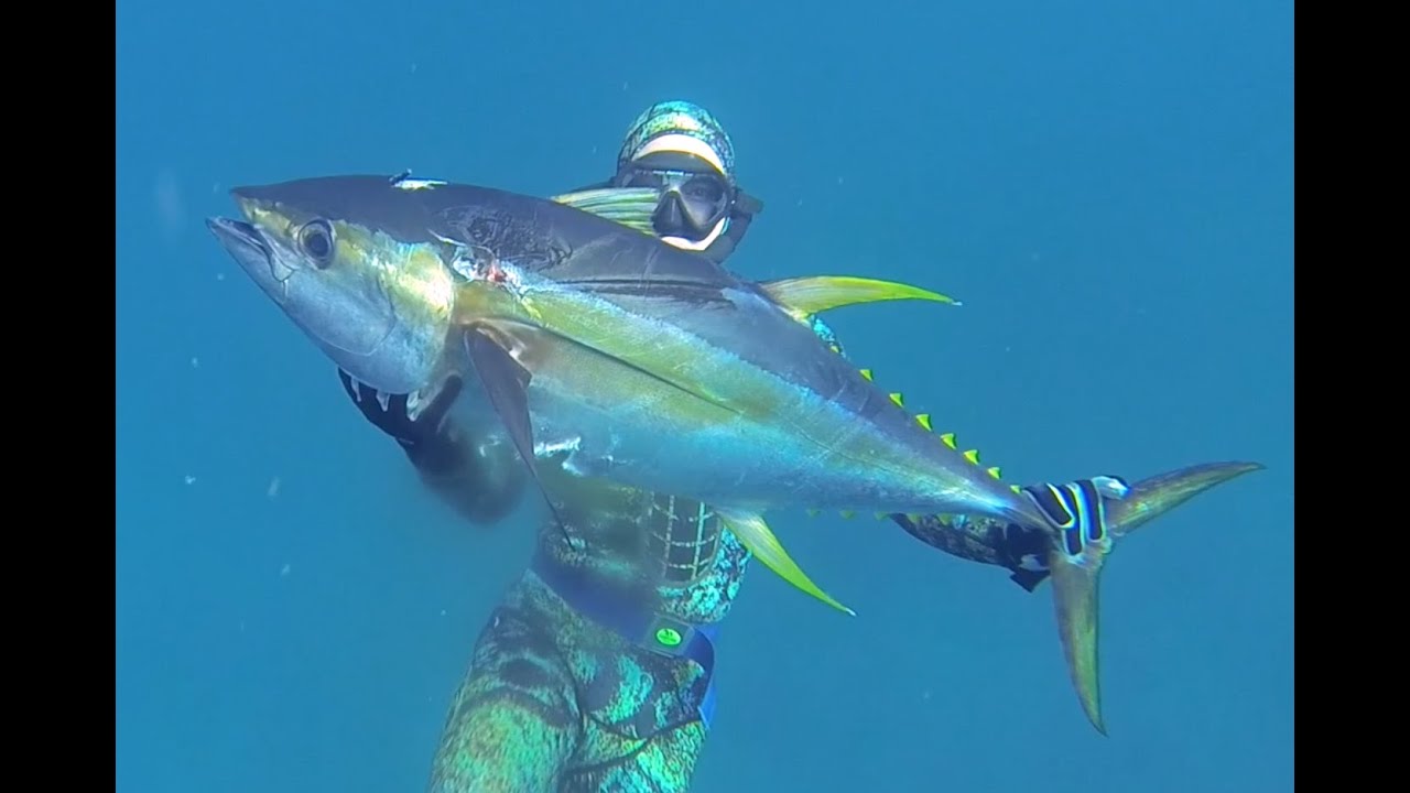 Spearfishing the Abrolhos Islands