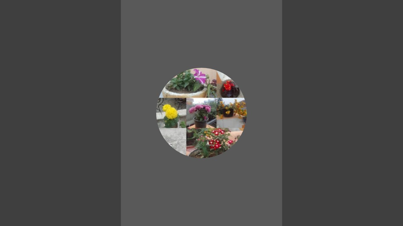 A&P_gardening  is live! welcome back to my live 🙏🌹🌺🌷