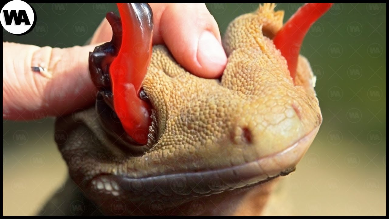 Les Façons FATALES dont les Animaux se Protègent