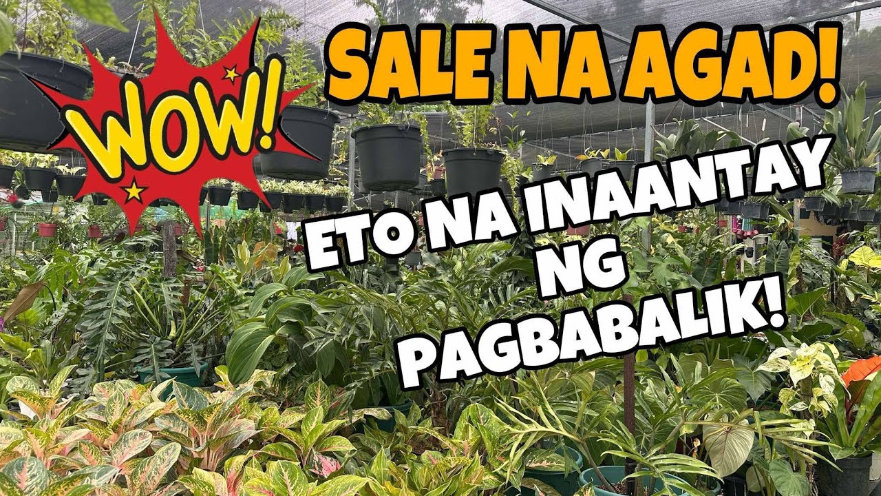 PAGBABALIK GIANT PLANTS HINDI KO KINAYA SOBRANG MURA!
