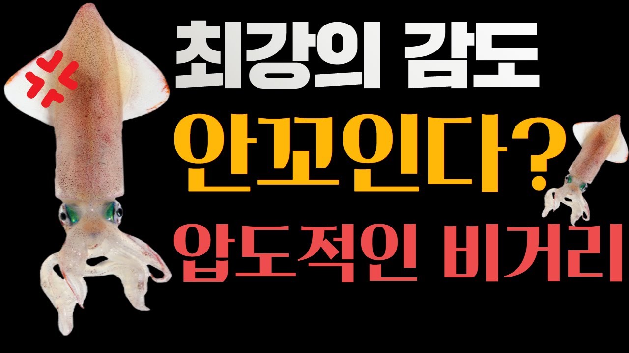 한치낚시 오모리그 그만~ 감도좋고 비거리 좋고 꼬이지도 않는 이걸 써보세요.