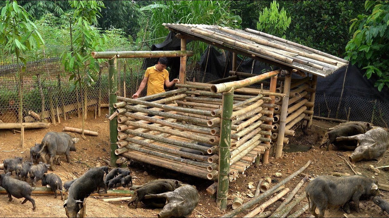 New project to build bamboo pig pens for newborn piglets life on the farm