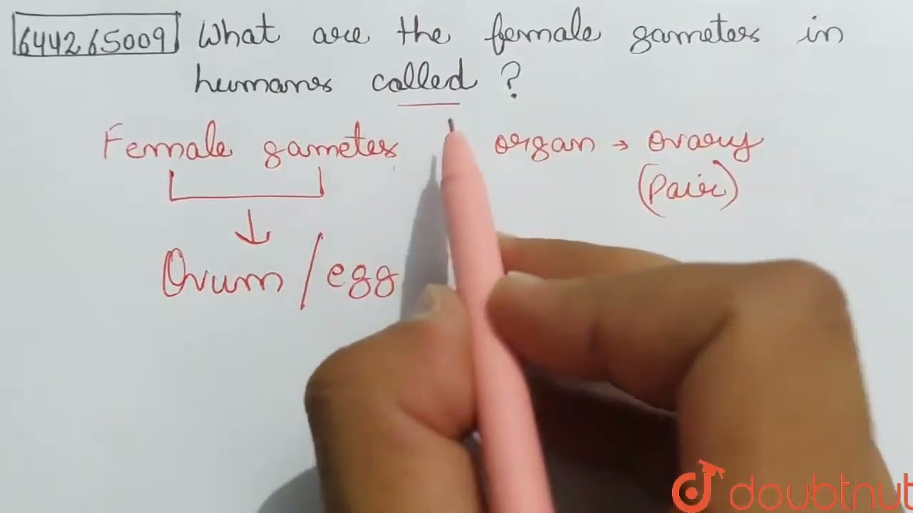 What are the female gametes in humans called ?  | CLASS 8 | REPRODUCTION IN ANIMALS | BIOLOGY | ...