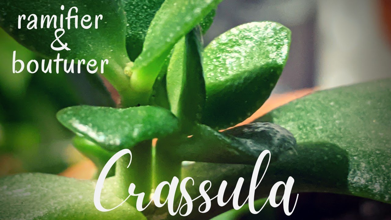 🌿 Comment bouturer et ramifier un Crassula?