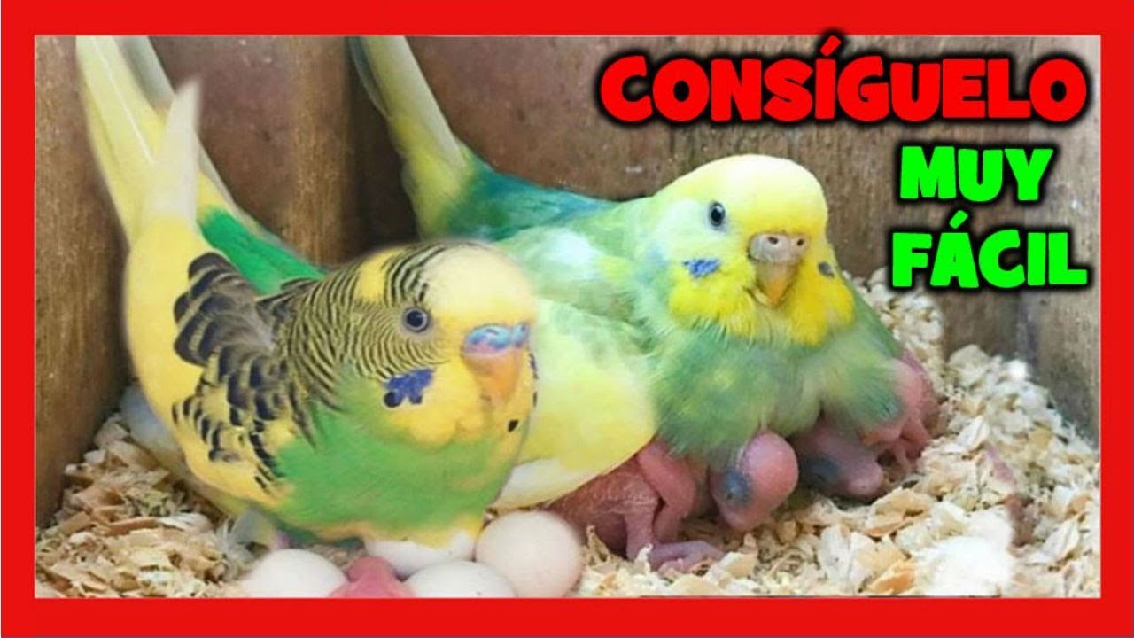 Вы хотите поднять попугаев? Смотреть это видео 😱 Когда они поднимают попугаев