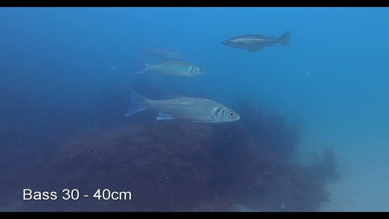 A summer afternoon shoredive in Jersey (Spearfishing)