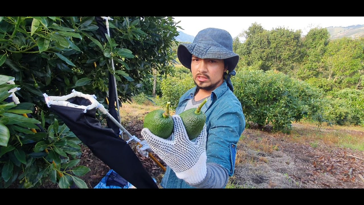 Herramienta cosechadora de altura para aguacate Hass 3