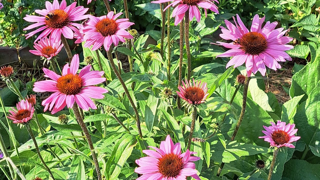 Echinacea purpurea (kasvirág) vetése és nedves papírtörlőn  csíráztatása. 2026.02. 20. 