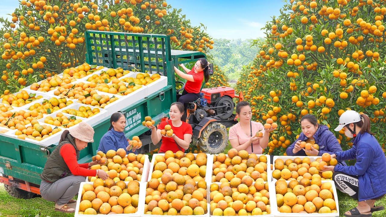 Use Truck To Harvesting 1000 Oranges Goes To Market Sell - Farm Life