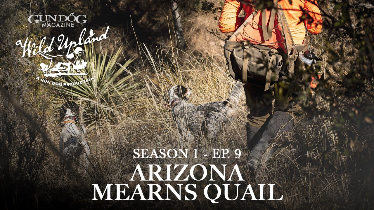 Arizona Mearns Quail-Wild Upland Season 1 Ep.  9