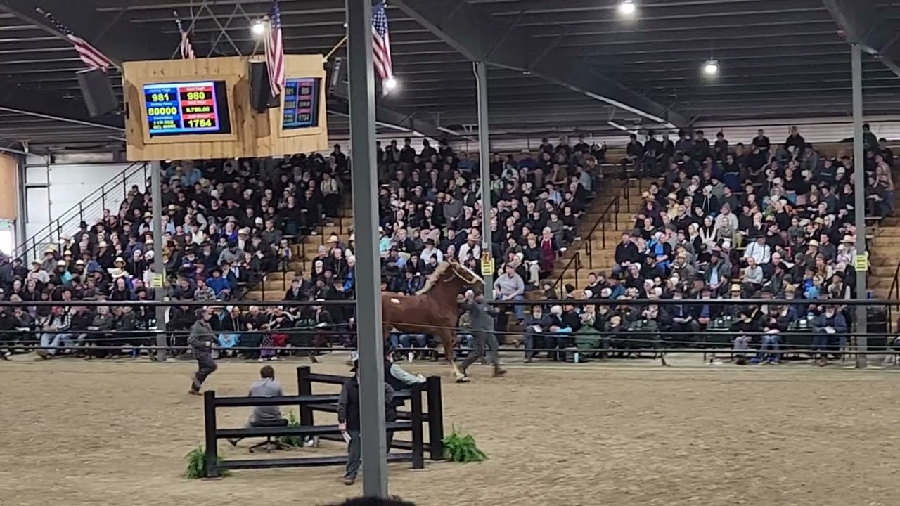 DNL FIRE'S FRAN sells for $110,000 at Topeka Spring Sale 2024