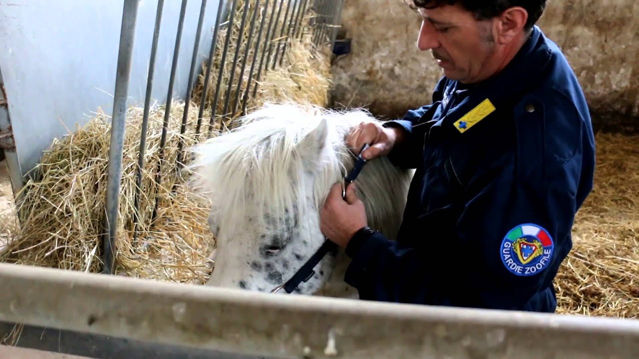 Santino &egrave; libero! [Enpa Onlus - Unit&agrave; di Intervento Nazionale, Guardie Zoofile, Sezione di Roma]