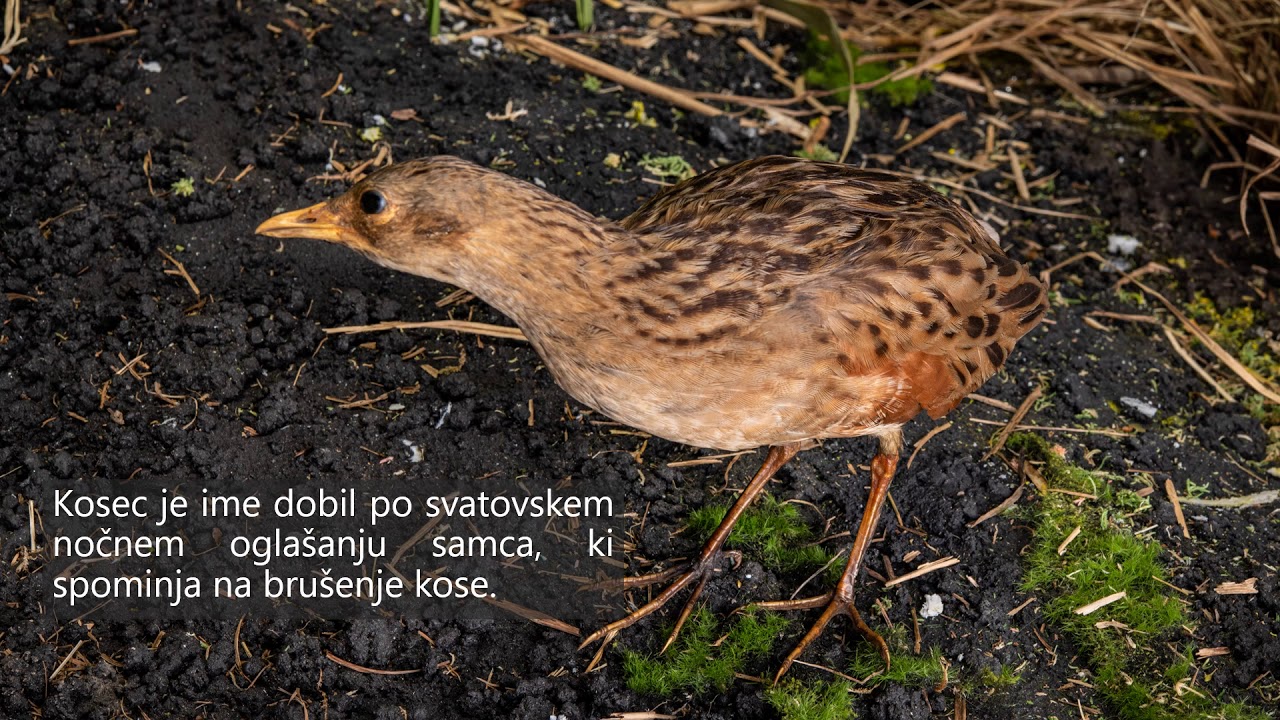 Ljubljansko barje nekoč