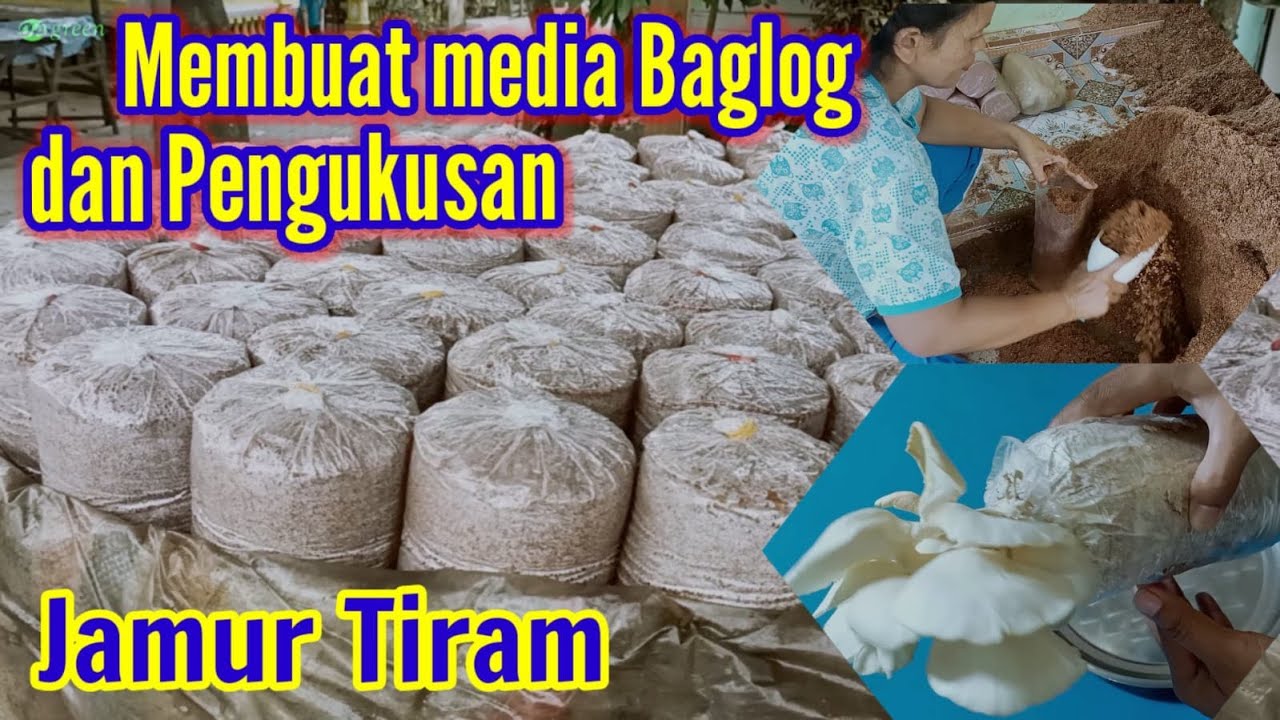JAMUR TIRAM PRODUKSI RUMAHAN : Bag. 2 Proses Pembuatan Media Baglog dan Pengukusan