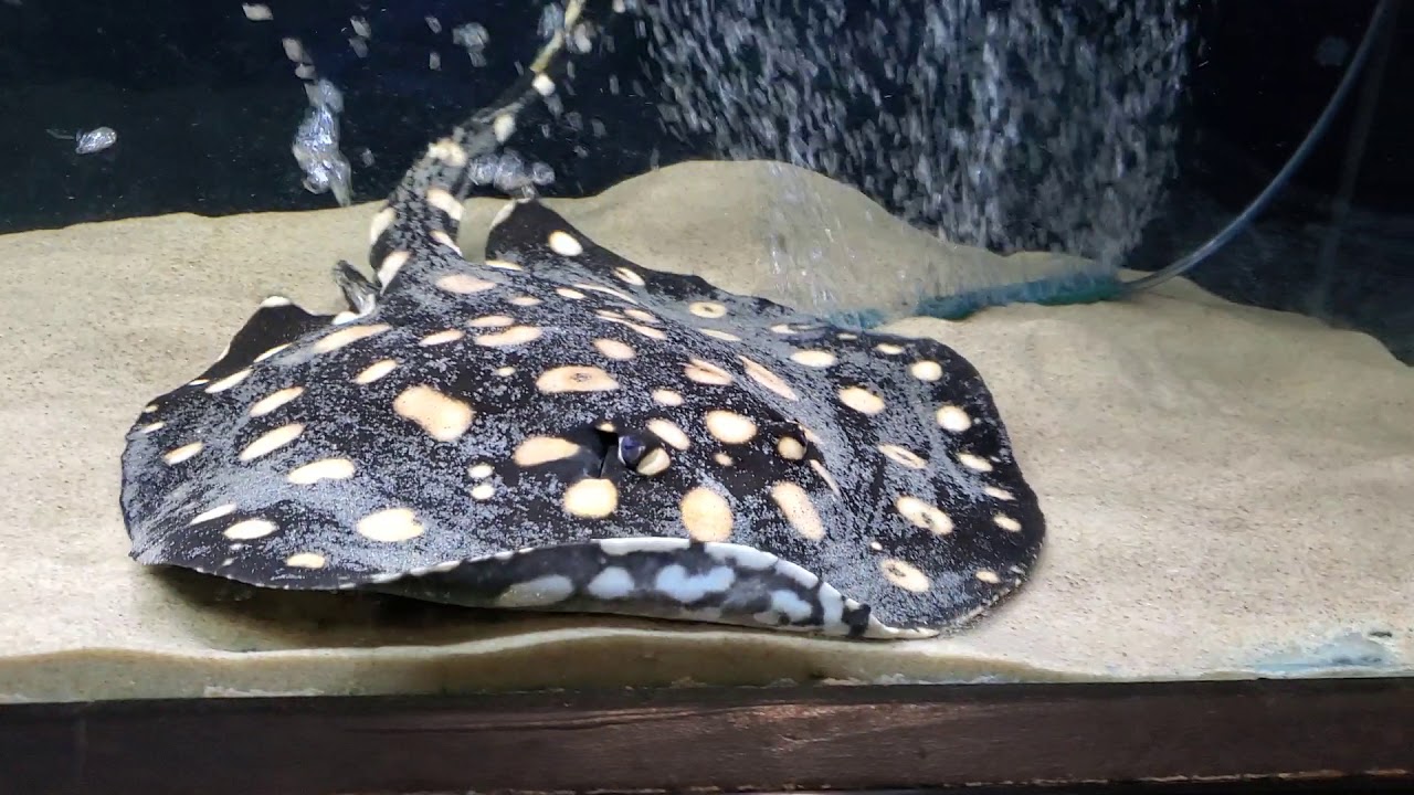 Leopoldi Stingray
