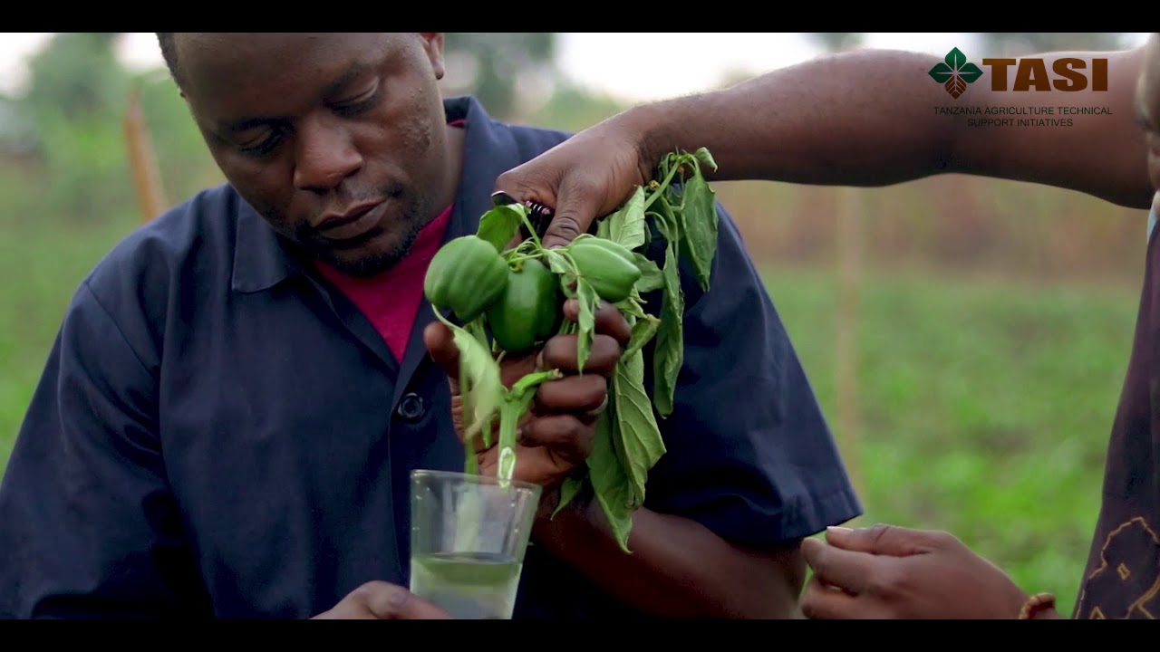 TATESA EP05 - KILIMO CHA PILIPILI HOHO (Capscum Farming)