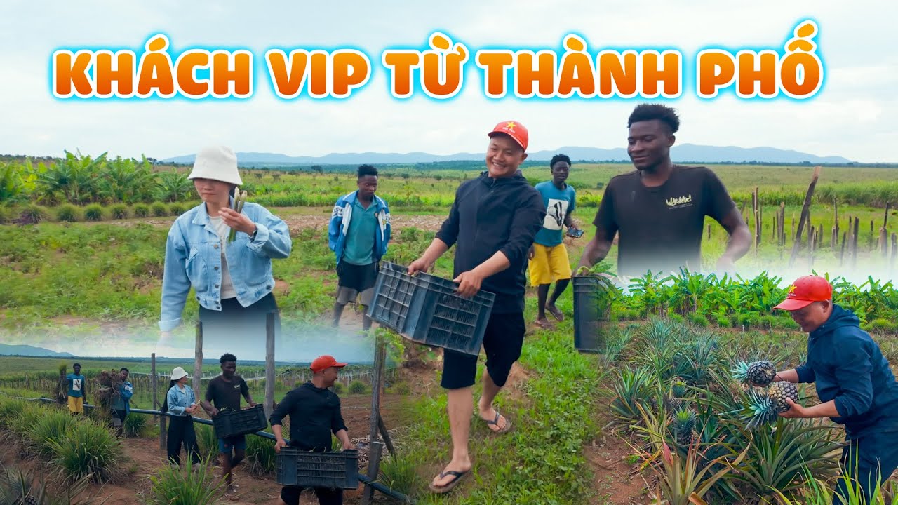 Quanglinhvlogs || Khách Vip Từ Thànhh Phố Xuống Tận Nơi Thu Mua Nông Sản Quang Linh Farm.