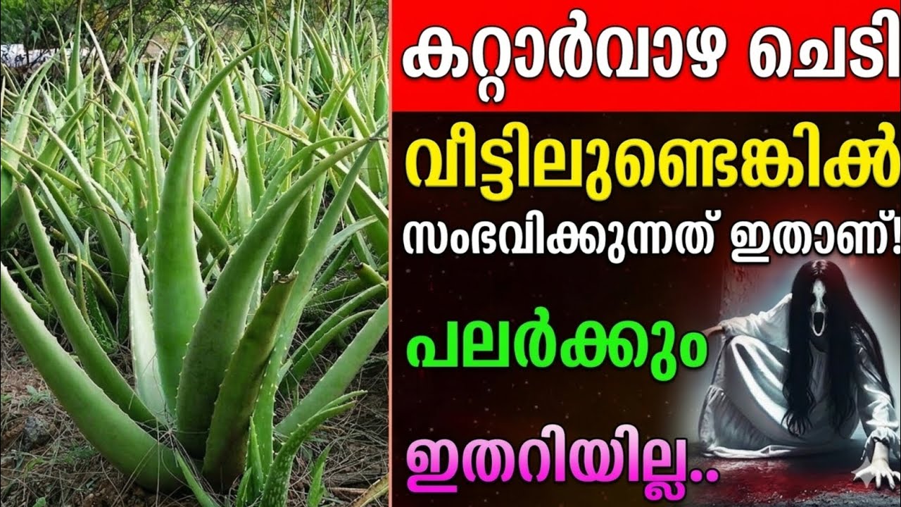 കറ്റാർവാഴ ചെടി വീട്ടിലുണ്ടെങ്കിൽ ഇതാണ് സംഭവിക്കുക! പലർക്കും ഇത് അറിയാത്തതുകൊണ്ട്..