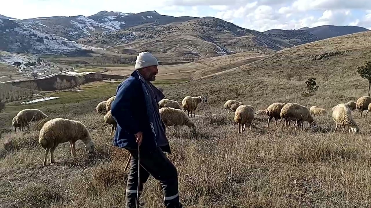 Sivas Yıldızeli Yusufoglan köyü Ali mayir arkadaşın surusu masalahi var koyunlarin