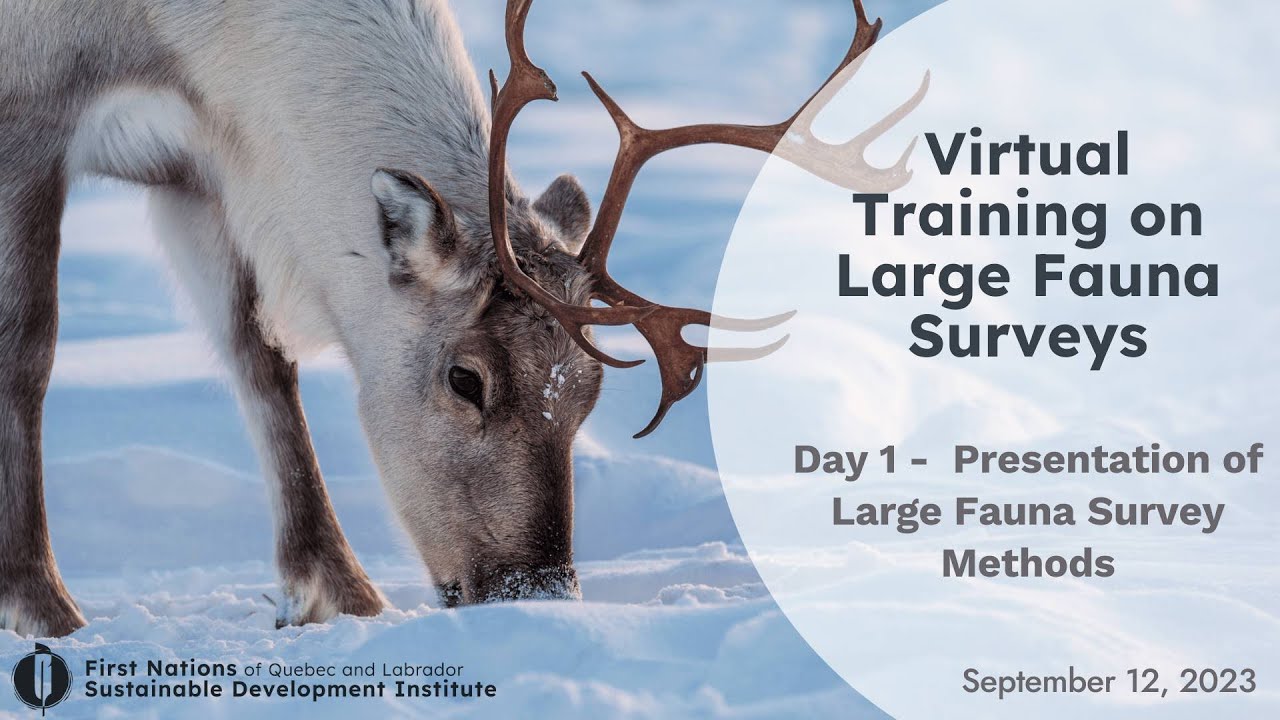 Large Fauna Surveys Serie, Webinar 1: Presentation of Survey Methods