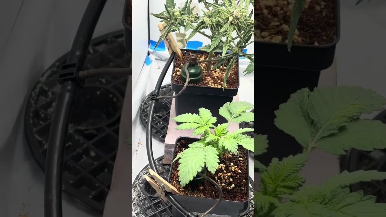 GSC, White Widow, Blueberry, and Cantaloupe haze 12/12 from seed end of week 4 from seed.