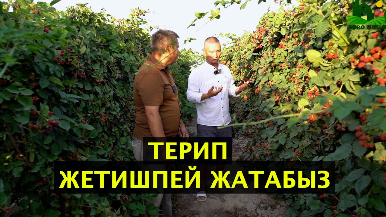 Жарым гектардан канча ежевика алса болот? Канча киреше тапса болот? Кайсы жака сатып жатасын?
