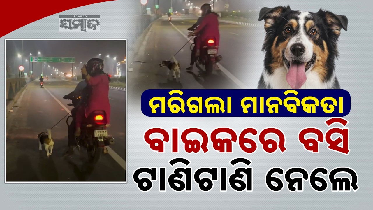 ପୋଷା କୁକୁର ପ୍ରତି ନାହିଁ ସମବେଦନା: Pregnant Dog Forced to Run Behind Motorbike || Sambad